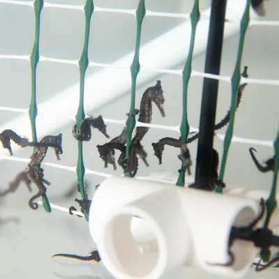 WLS Seahorseadopt Bholgate 3331