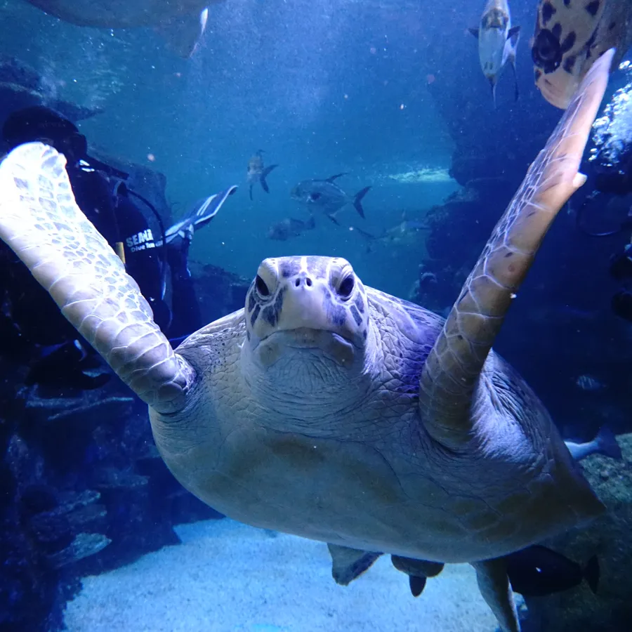 Turtles & Baby Turtles in our Aquarium SEA LIFE Sydney