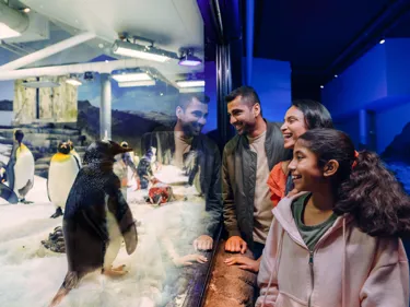 Family watching King penguins and Gentoo penguins at SEA LIFE Sydney Aquarium