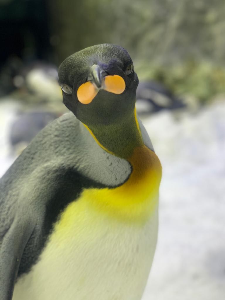 Nog the King penguin