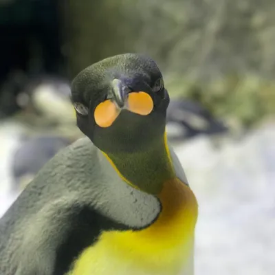 Nog the King penguin