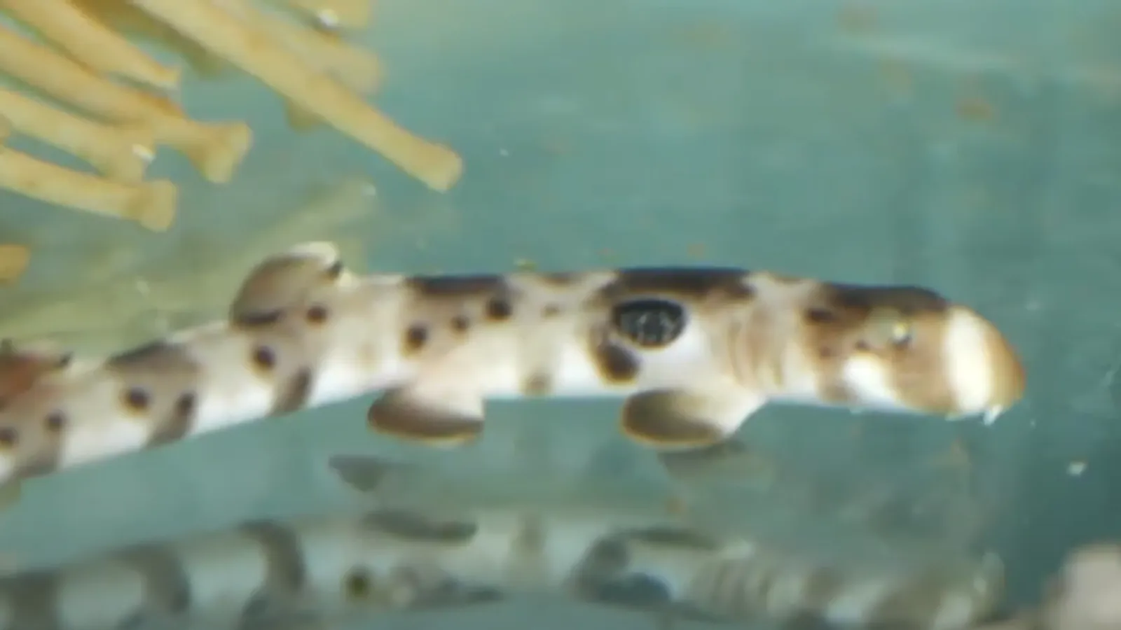 Baby Sharks born at SEA LIFE Sydney Aquarium