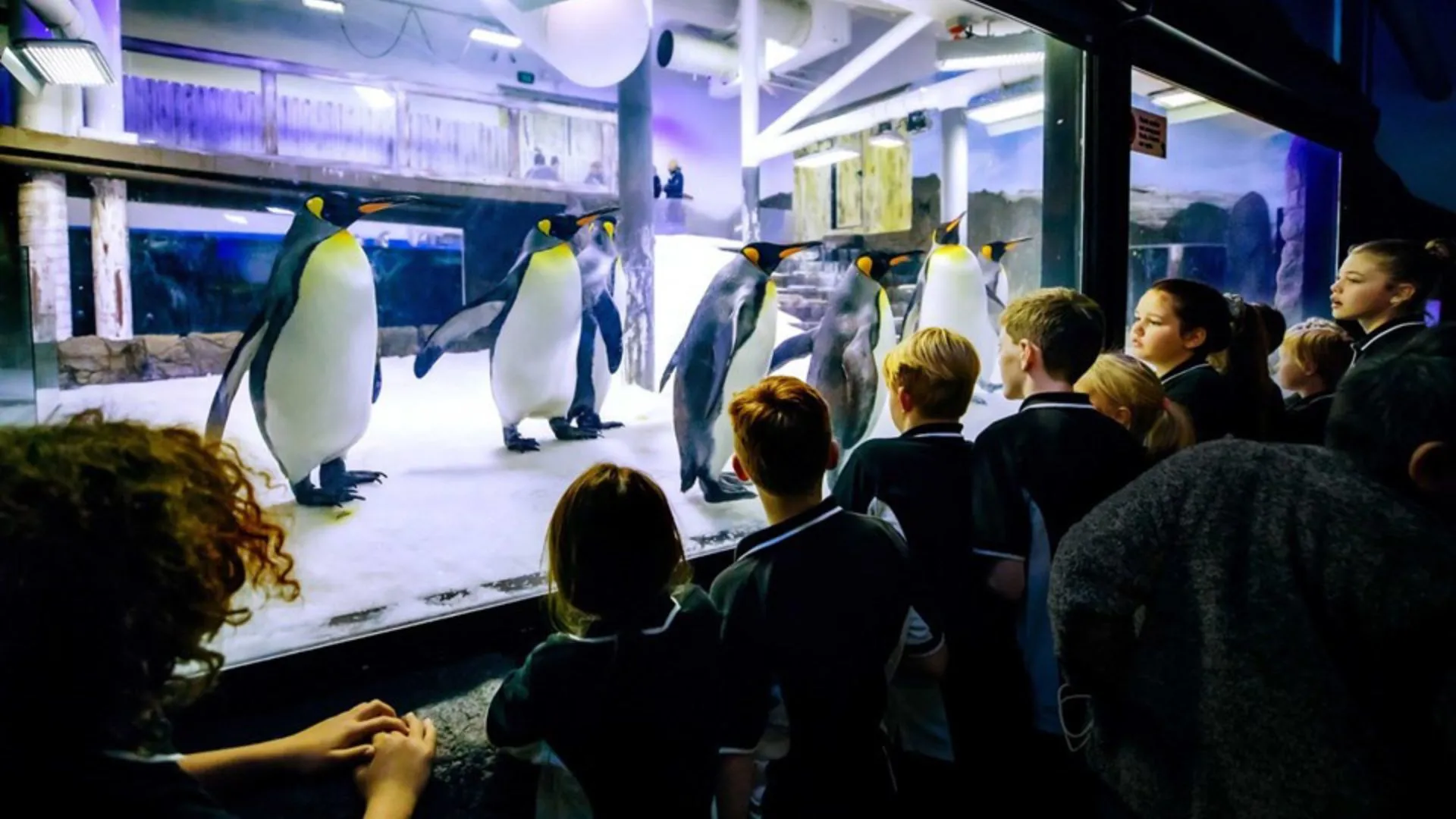 SLSA Schools 2024 Penguins