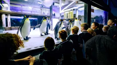 SLSA Schools 2024 Penguins