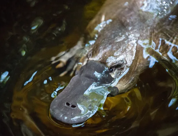 Aussie Animal Passport Animal Platypus