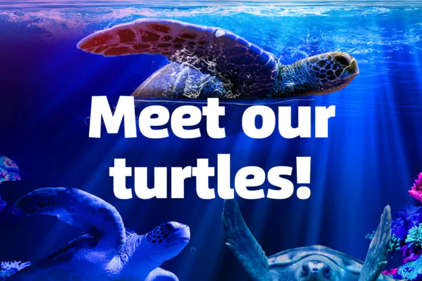 Meet SLS Turtles