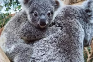 Koala Wild Life Sydney Zoo