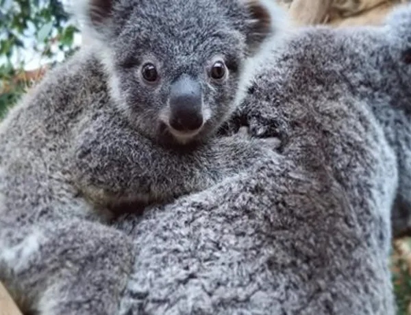 Koala Wild Life Sydney Zoo