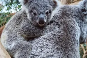 Koala Wild Life Sydney Zoo