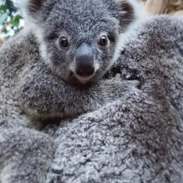 Koala Wild Life Sydney Zoo