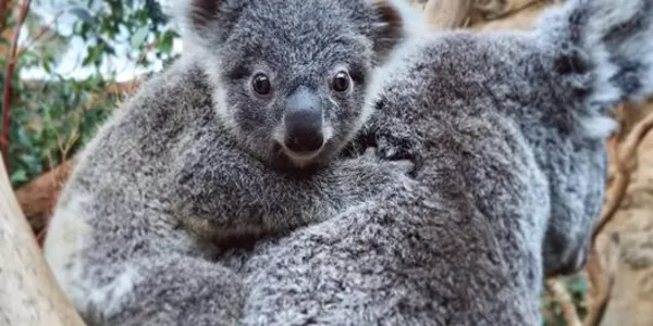 Koala Wild Life Sydney Zoo