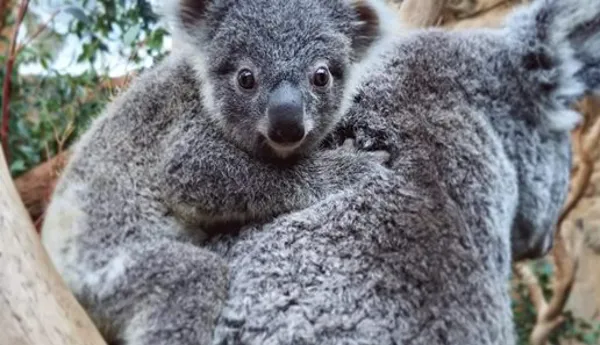 Koala Wild Life Sydney Zoo