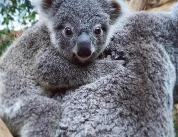 Koala Wild Life Sydney Zoo