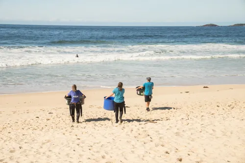 Turtle release sydney