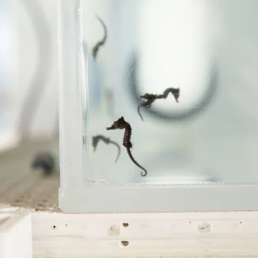 WLS Seahorseadopt Bholgate 3335