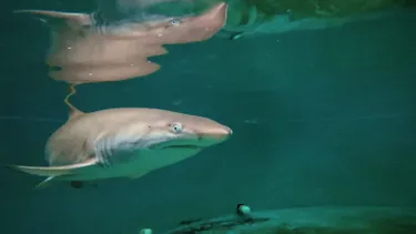 Archie.Greynursesharkpup.Atsealifesydneyaquarium 8Monthsold2.Jpg