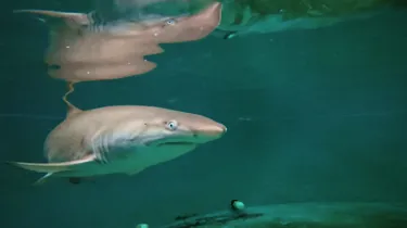 Archie.Greynursesharkpup.Atsealifesydneyaquarium 8Monthsold2.Jpg