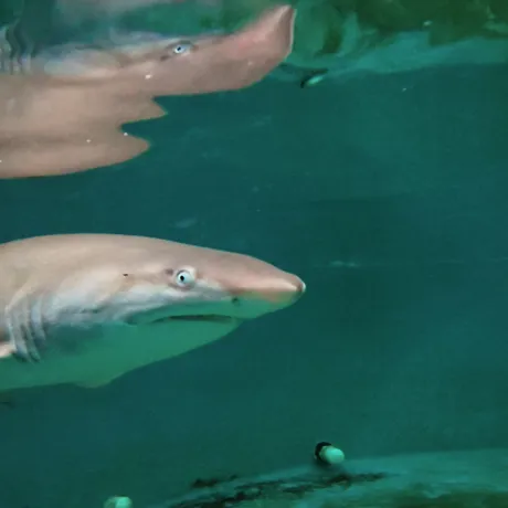 Archie.Greynursesharkpup.Atsealifesydneyaquarium 8Monthsold2.Jpg