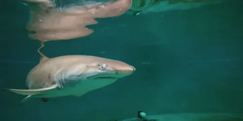 Archie.Greynursesharkpup.Atsealifesydneyaquarium 8Monthsold2.Jpg