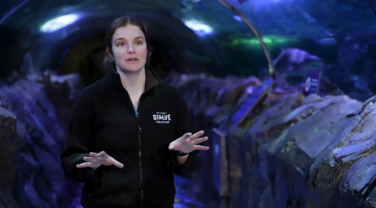 SEA LIFE Sydney Shark School Success