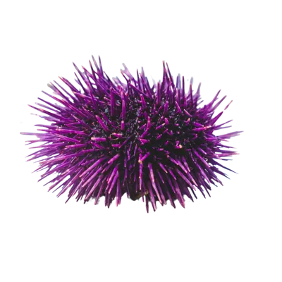 Rockpool Ranger Creatures Short Spined Sea Urchin