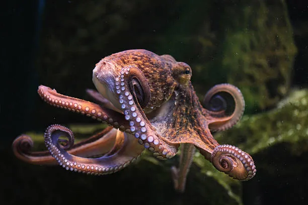Common Sydney Octopus Gloomy Octopus