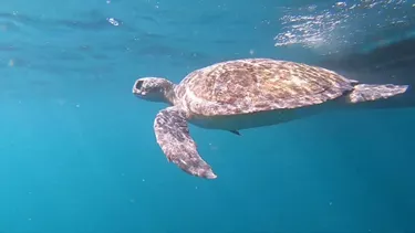 Turtle Release