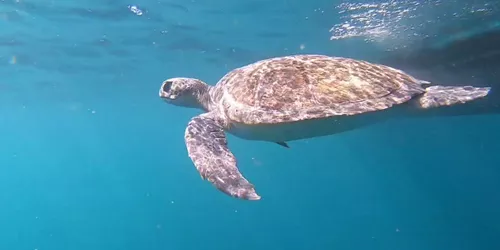 Turtle Release