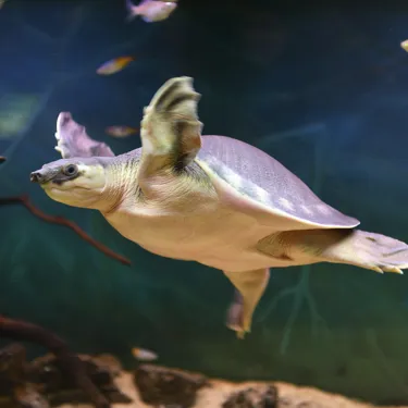 Aussie Animal Passport Animal Pig Nosed Turtle
