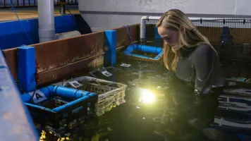 Laura Simmons Monitoring Zebra Shark Eggs 2