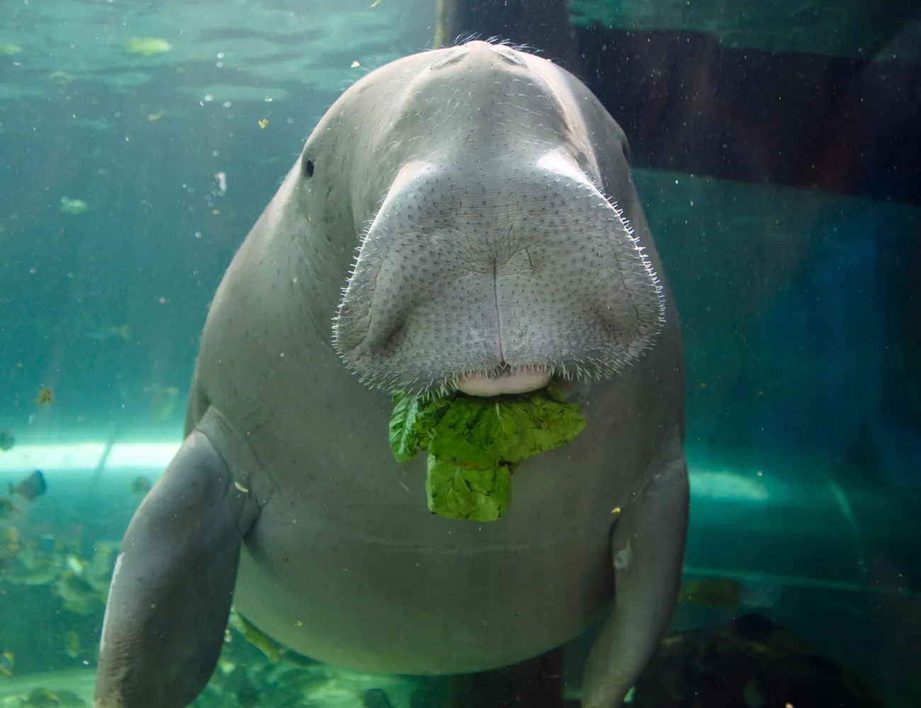 Dugong eating lettuce at Sea Life Sydney