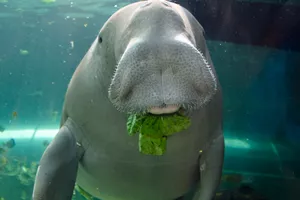 Dugong eating lettuce at Sea Life Sydney