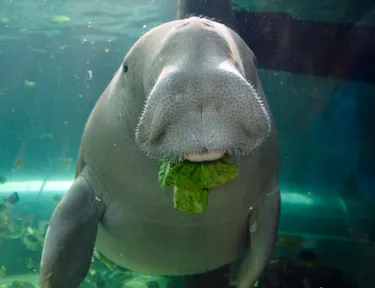 Dugong eating lettuce at Sea Life Sydney