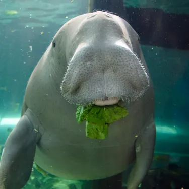 Dugong eating lettuce at Sea Life Sydney