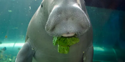 Dugong eating lettuce at Sea Life Sydney
