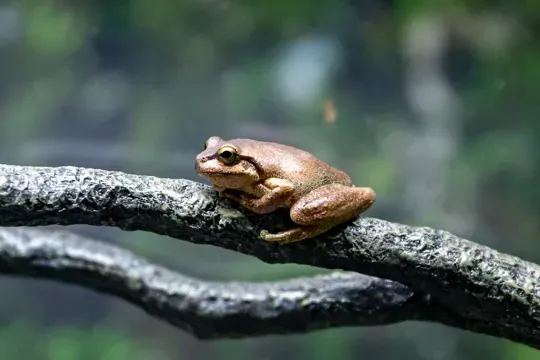Littlejohn's Tree Frog At WILD LIFE Sydney Zoo