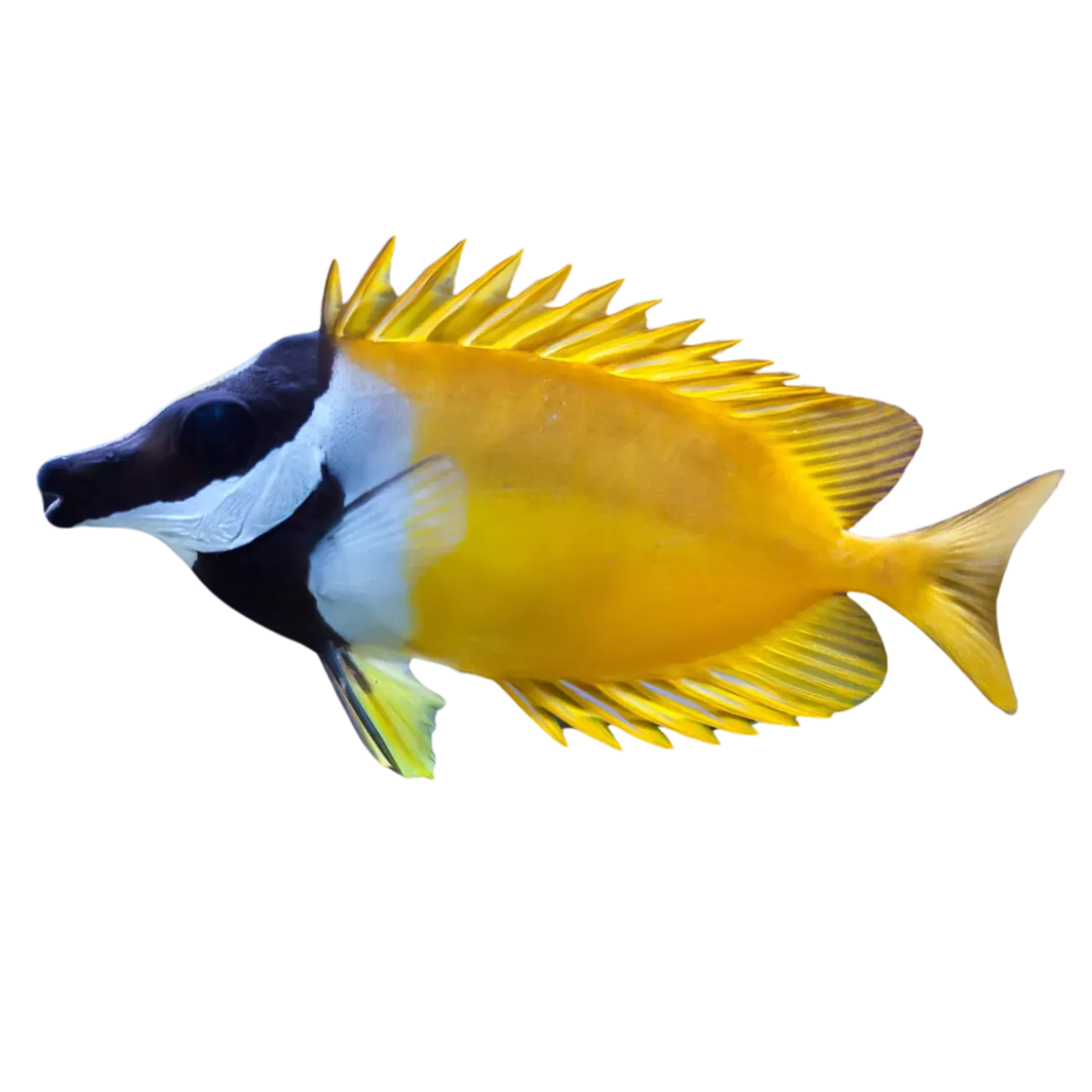 Day and Night on the Reef Exhibit | SEA LIFE Sydney Aquarium