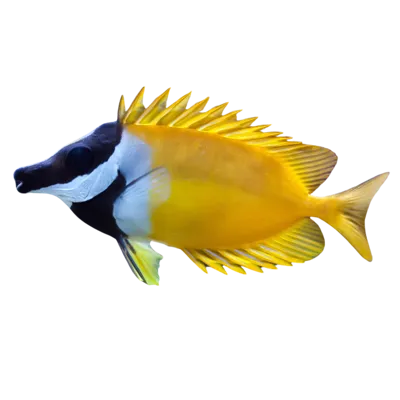 Foxface Rabbitfish