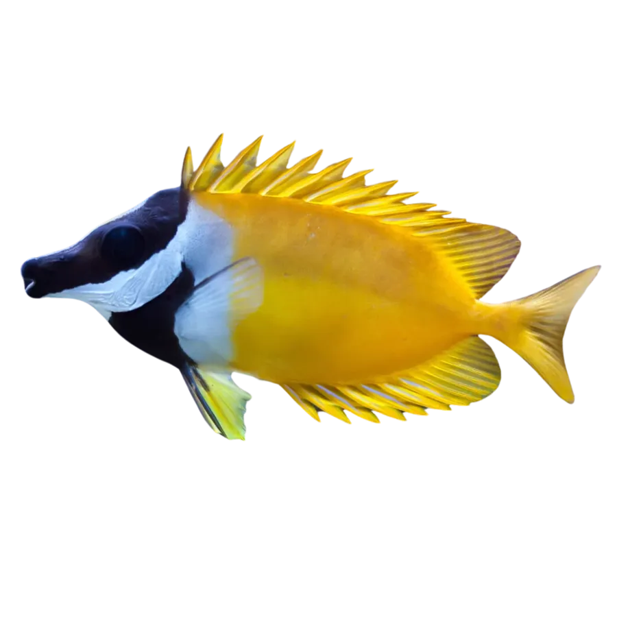 Safi Fish Rabbit Fish Day and Night on the Reef Exhibit | SEA LIFE Sydney Aquarium