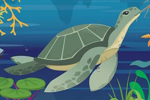 Turtle Storybook 600X600