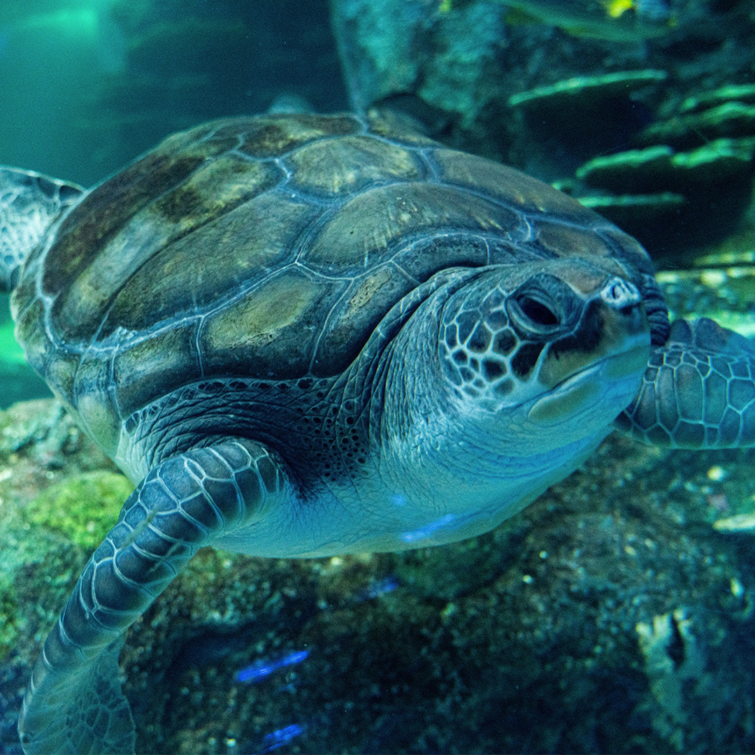Sea Turtle Plugga chilling at SEA LIFE Sydney Aquarium