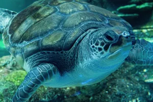 Sea Turtle Plugga chilling at SEA LIFE Sydney Aquarium