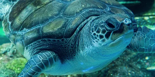 Sea Turtle Plugga chilling at SEA LIFE Sydney Aquarium