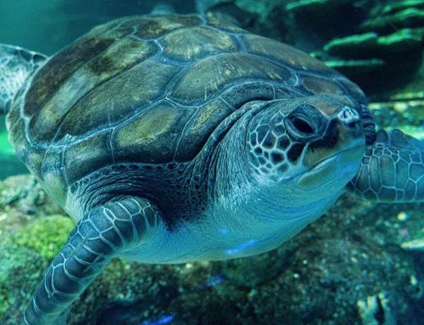Sea Turtle Plugga chilling at SEA LIFE Sydney Aquarium