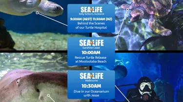 200601Sl World Ocean Day Live Stream 1080X1080