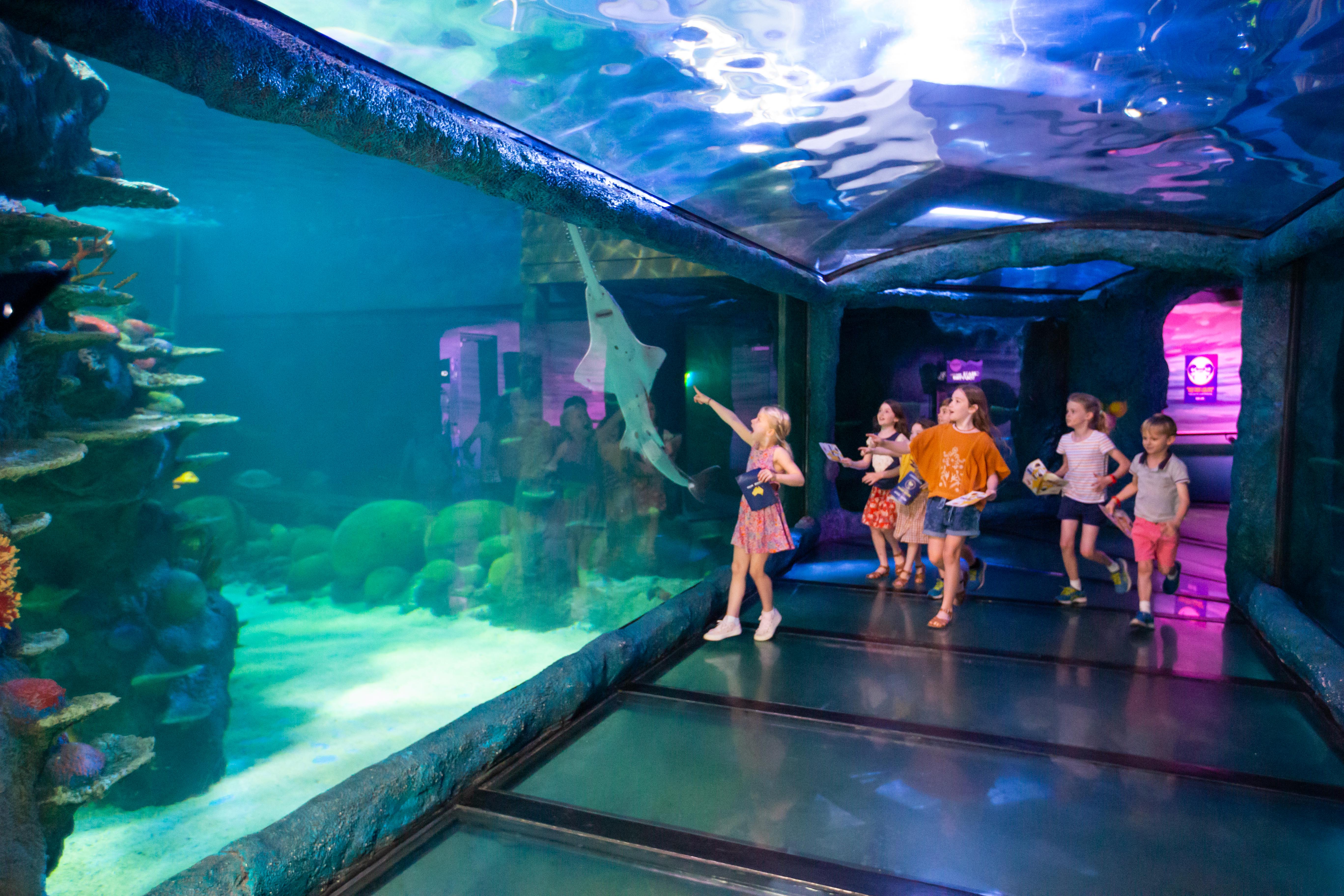 Sawfish Spotted In 360 Glass Tunnel At SEA LIFE Sydney Aquarium
