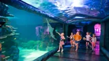 Sawfish | SEA LIFE Sydney Aquarium