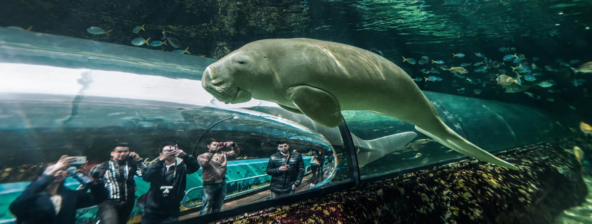 Dugong Tunnels