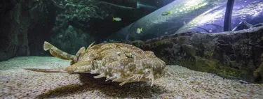 Wobbegong