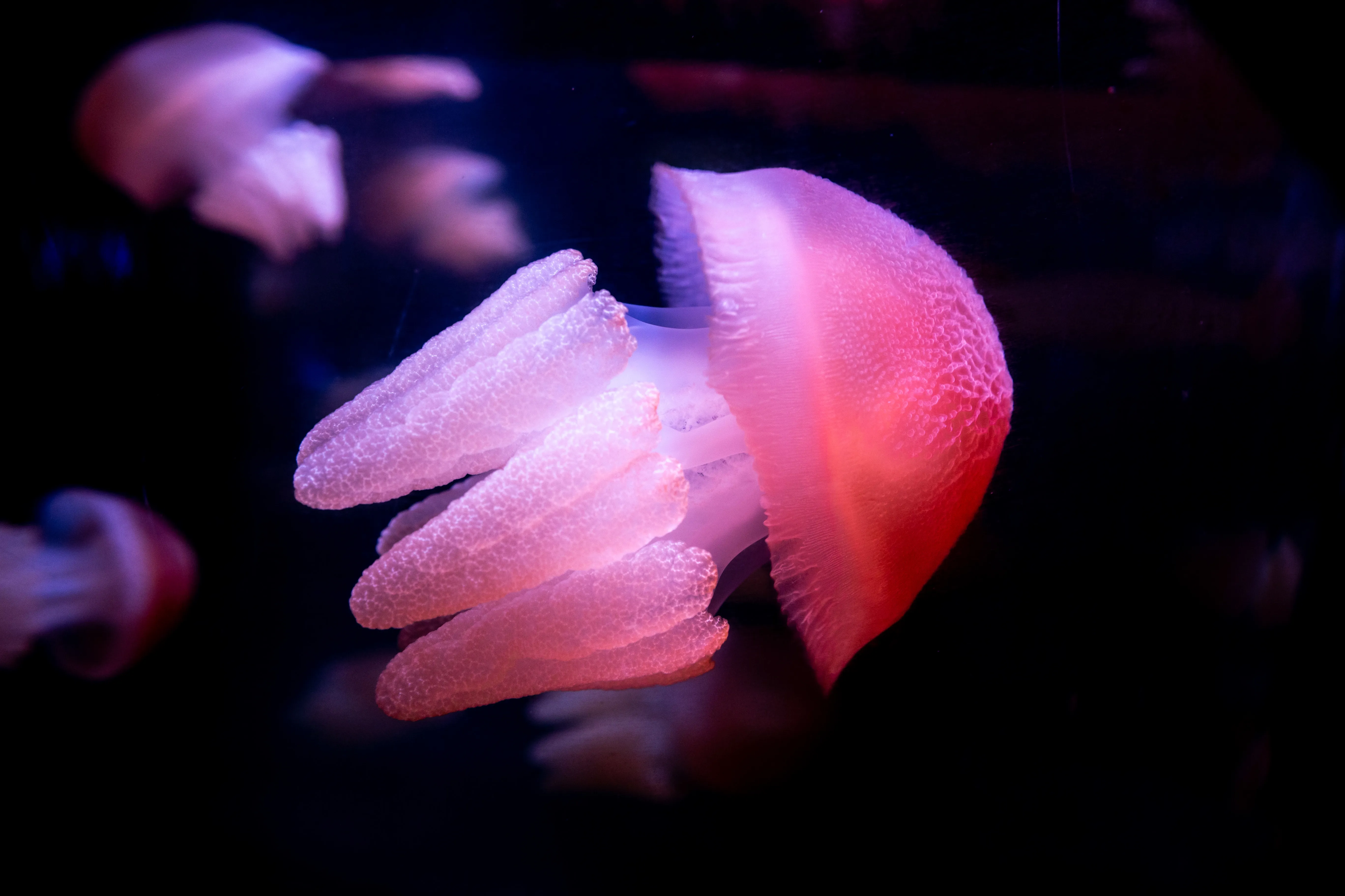Jellyfish